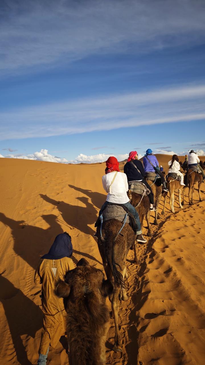 Following the camel trail